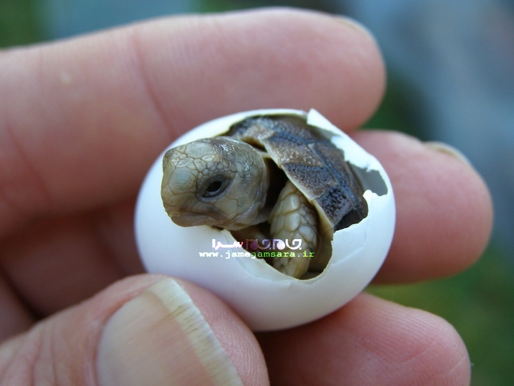 عکس|لاک پشت|جام جم سرا