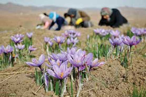 صندوق خرید تضمینی زعفران افتتاح می‌شود