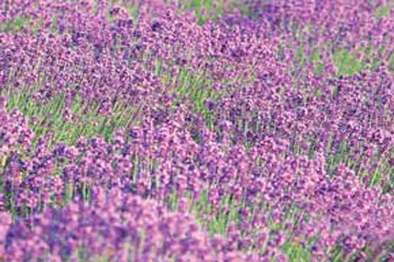 حشره‌ای که گیاهان دارویی را می‌خورد