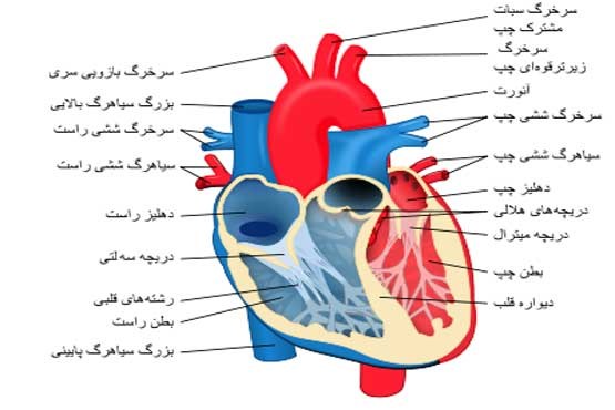 «الف» تا «یای» قلب