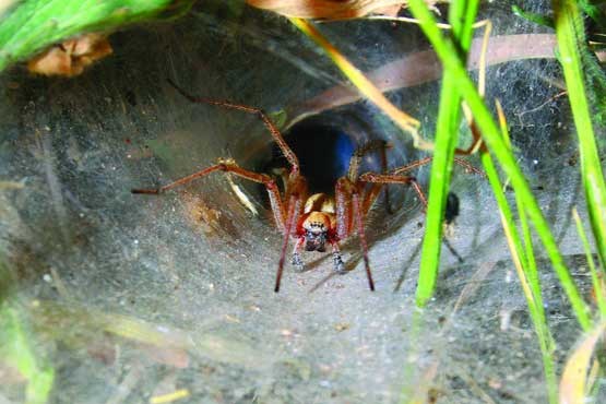 عنکبوت تور قیفی عنکبوت تور قیفی