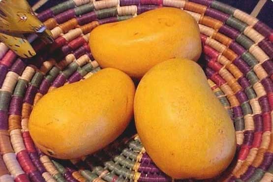 برداشت انبه کال در میناب +عکس