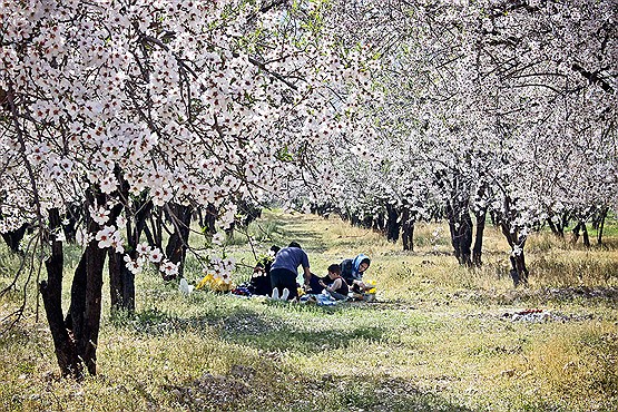 شکوفه های بهاری در شیراز