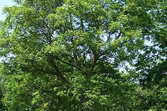 پرونده درختان کنهسال برای ثبت ملی ارسال شد