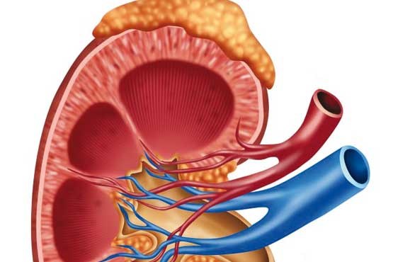قبل از شروع رمضان، سلامت کلیه‌تان را چک کنید