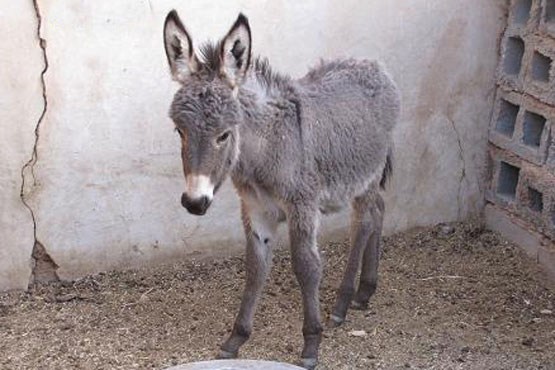 کوبیده با گوشت الاغ سرقتی