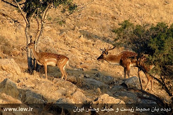 گوزن زرد و بهار نارنج میزبان مسافران