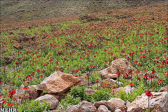 لاله های واژگون ایلام در حال منقرض شدن