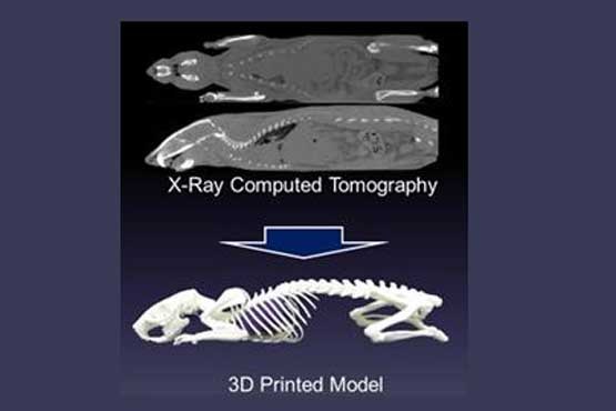 ساخت نسخه سه بعدی از اسکلت یک موجود زنده