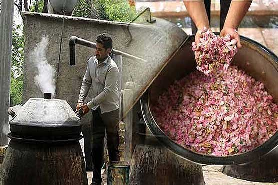 آغاز گلابگیری در  کاشان