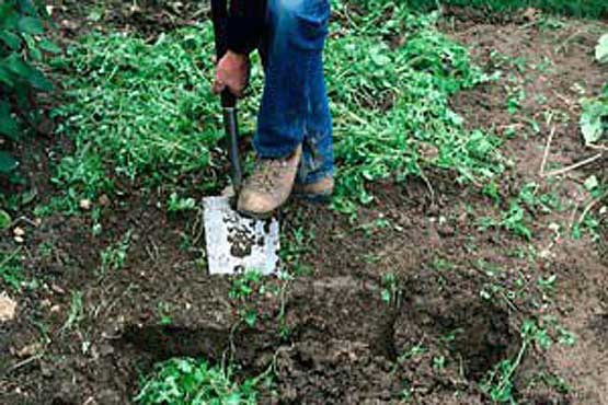 تقویت زمین با کود سبز تقویت زمین با کود سبز