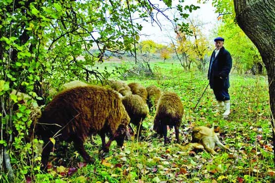 تغییر سبک معیشت جنگل‌نشینان