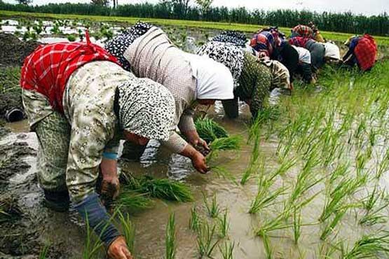 کشت شالی سمی برای مزارع گلستان