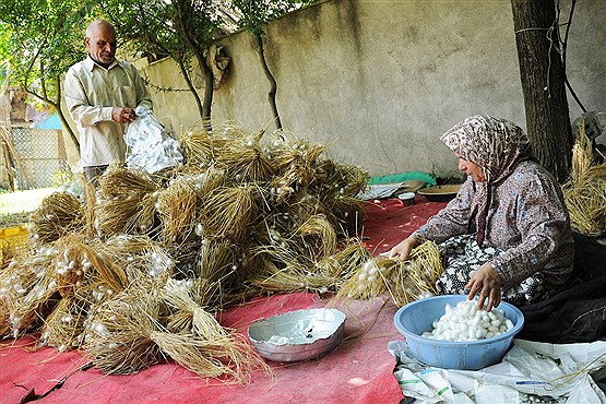 برداشت پیله تر ابریشم