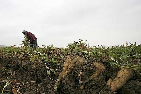 افزایش 45 درصدی قیمت خرید چغندرقند