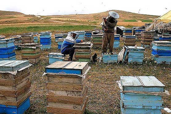 زنبورها شهد گل‌ها را پیدا نمی‌کنند