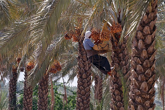 برداشت رطب از نخلستانهای بوشهر