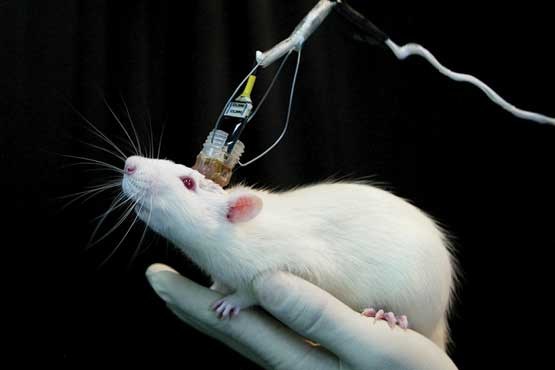 حیوانات آزمایشگاهی بازنشسته میشوند حیوانات آزمایشگاهی بازنشسته میشوند