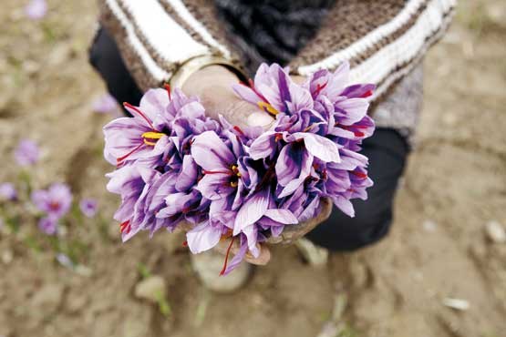 گیاهی که گردش خون را آسان می‌کند