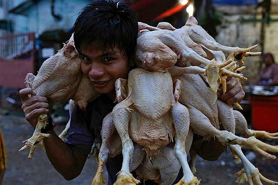 تماشایی از گوشه و کنار دنیا