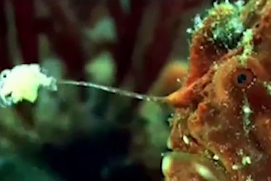 حقایقی در مورد ماهی "ماهیگیر" یا "انگلر" حقایقی در مورد ماهی "ماهیگیر" یا "انگلر"