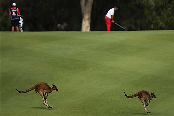 تماشایی از گوشه و کنار دنیا