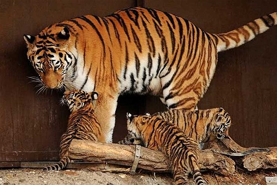 تماشایی از گوشه و کنار دنیا