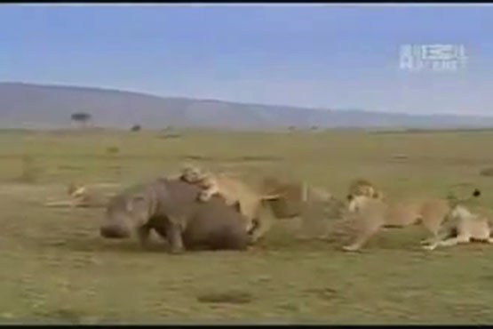 هجوم شیرها به اسب آبی