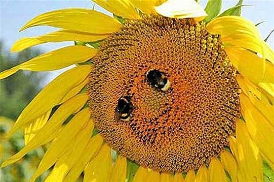 دیدنی ازگوشه وکنار جهان