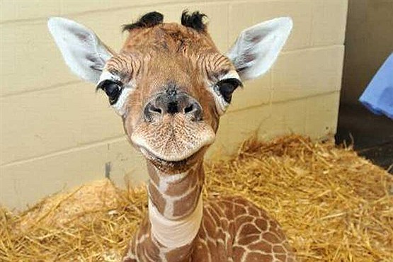 10عکس خنده دار و بدون شرح