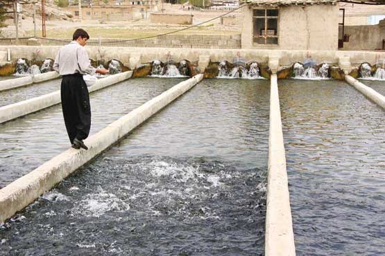 بیماری ناشناخته در مزارع پرورش قزل‌آلا