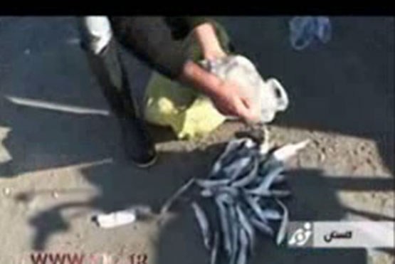 مرگ ماهیان "کفال" در خزر