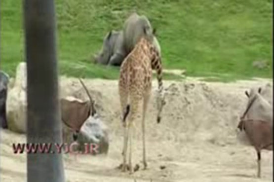 زرافه قاتل بره شد!