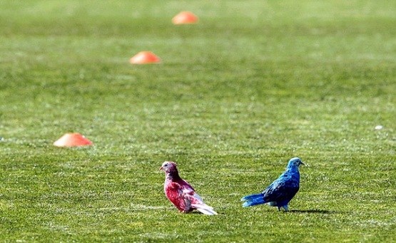 استفاده اختصاصی از استقلال و پرسپولیس!