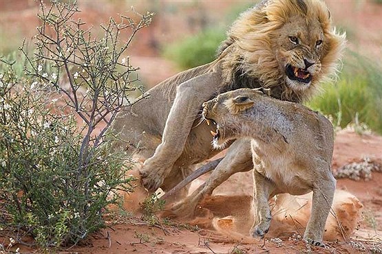 10 عکس برتر نشنال جئوگرافیک