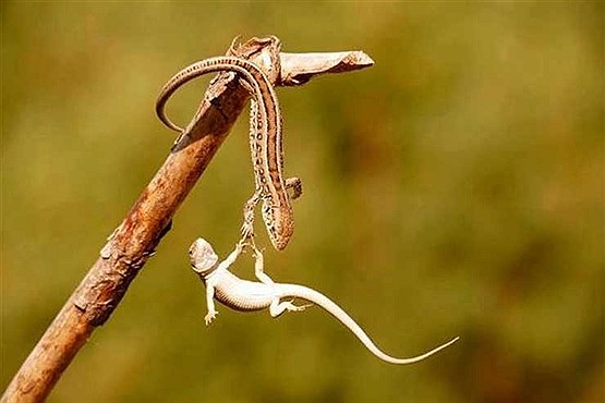 عکس ‌های تماشایی و بدون شرح
