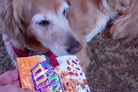 "دنور" سگ خجالتی