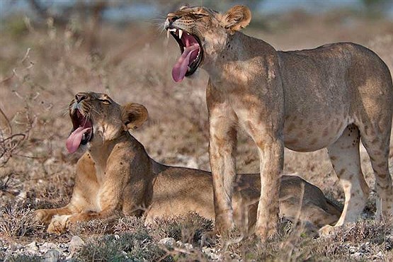 برترین های حیات وحش در نشنال جئوگرافیک