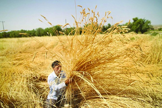 خرید ۱۰ هزار تن گندم و پرداخت به موقع پول