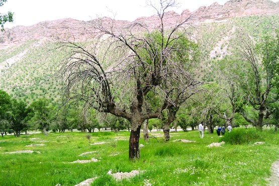 عروس و دامادهای تبریزی درخت می‌کارند