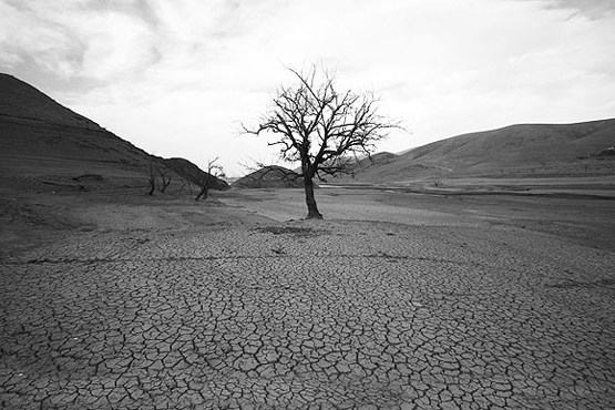 سبزی گلستان، رنگ زرد به خود می گیرد