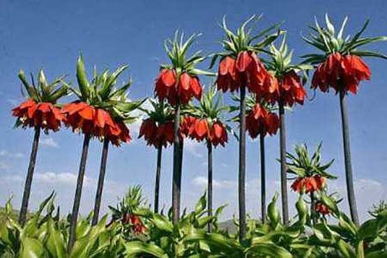 لاله‌های واژگون خراسان‌شمالی پژمرده شدند
