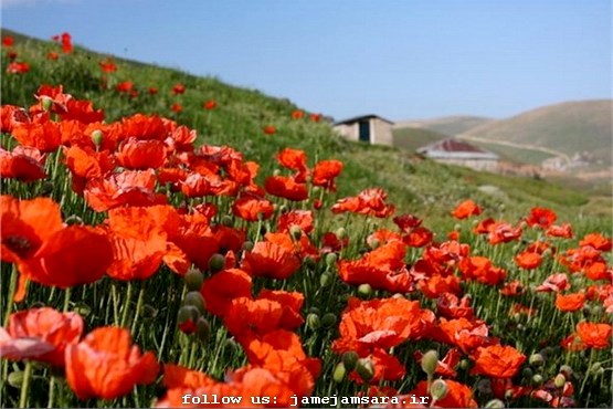 سفر بهاری به سرزمین شقایق‌های وحشی