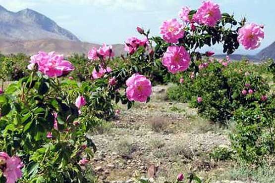 آغاز جشنواره گل و گلاب در قمصر