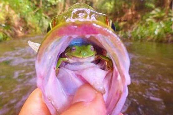 قورباغه زنده در دهان ماهی صید شده