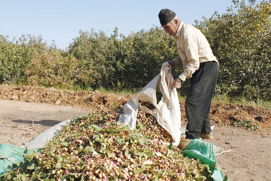 خشکسالی دامن باغ​های پسته را هم گرفت