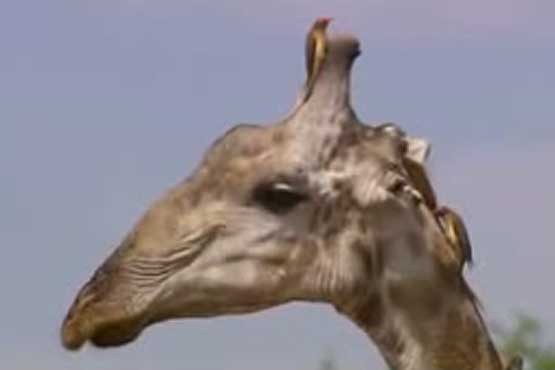 زرافه قاتل کارگردان شد