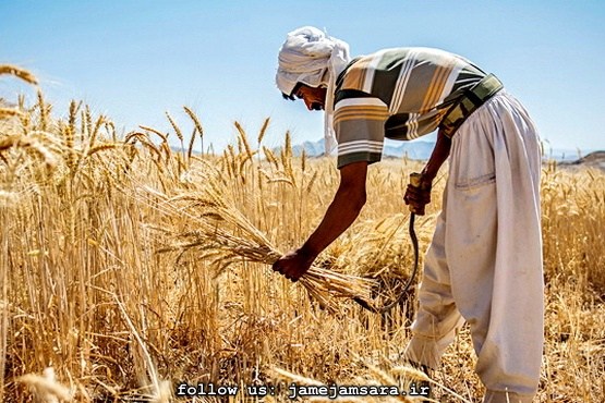 مطالبات گندمکاران امروز پرداخت می‌شود