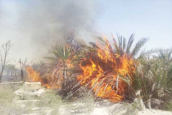 آتش به جان نخلستان‌ها افتاد