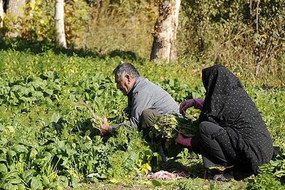 کشاورزان مناطق پرخطر یارانه می گیرند